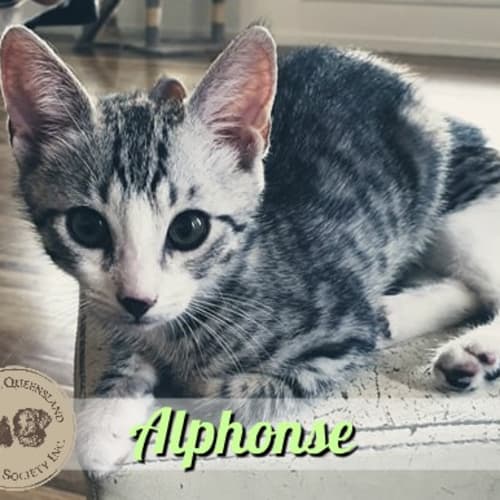 Alphonse