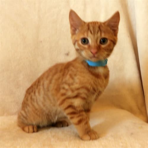 Rufus