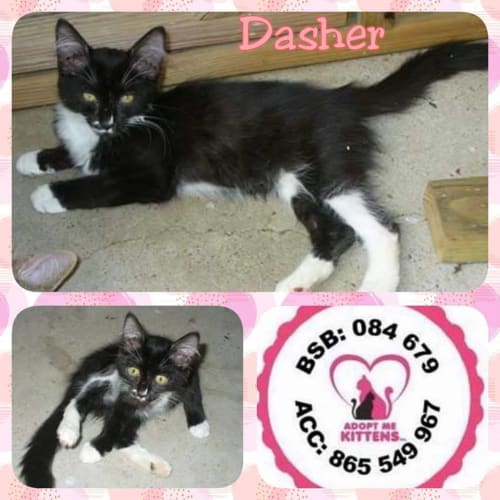 Dasher