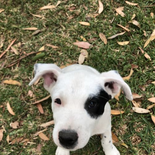 Sam