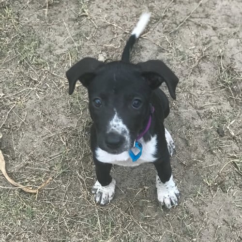 Dakota 