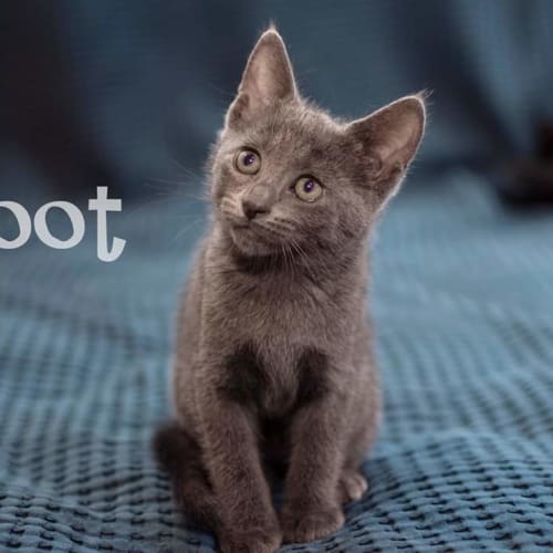 Soot