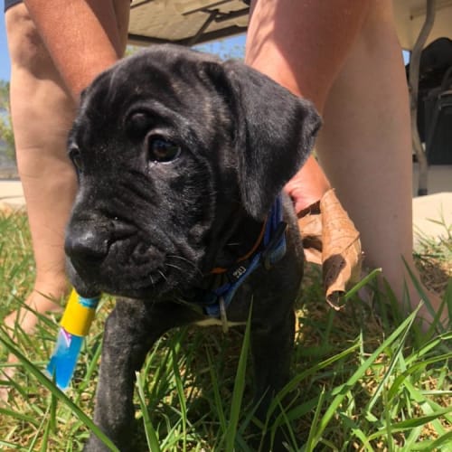 Kosciuszko
