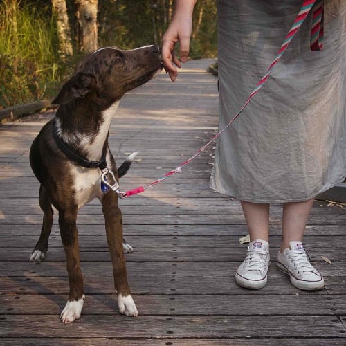 Neo ~ 6mo Koolie x (On trial 10/01/20)