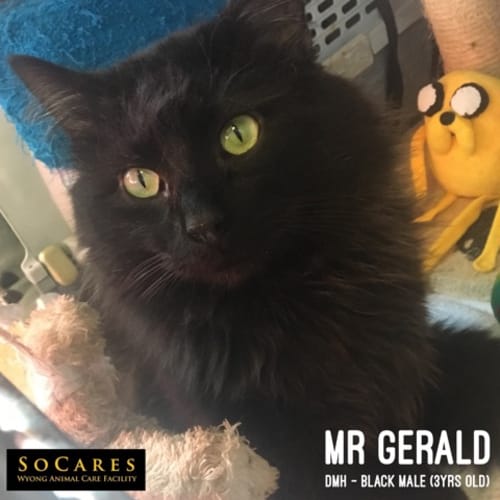 Mr Gerald