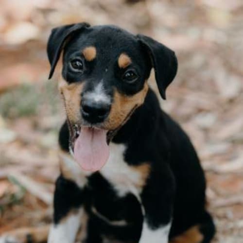 Doog
