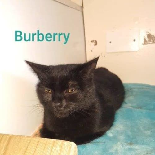 Blueberry
