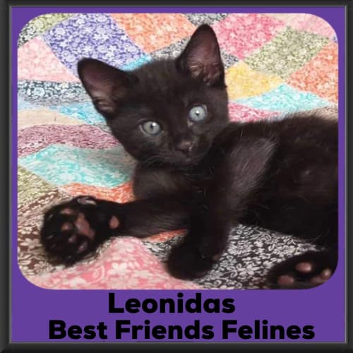 Leonidas