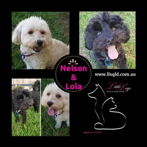 Lola / Nelson