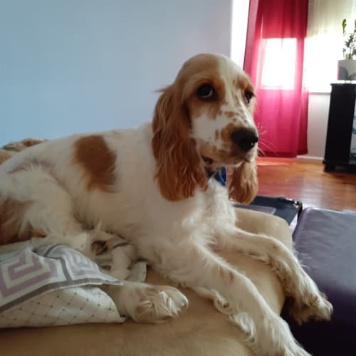Cooper