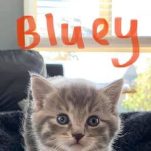 Bluey