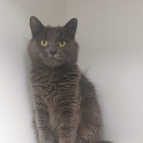 Lucie