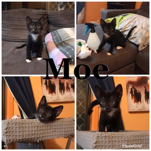 Moe