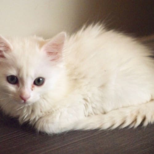 Marshmallow 