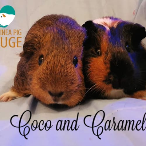 Coco and Caramel