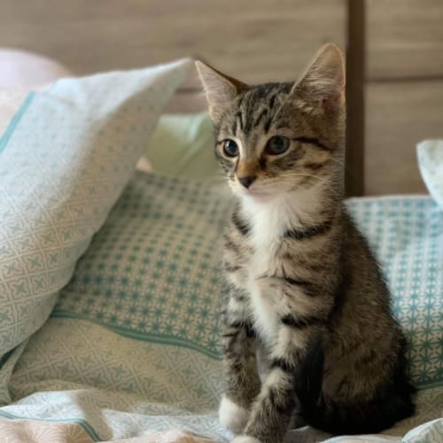 Lyra
