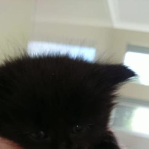 Sooty