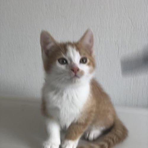 Simba