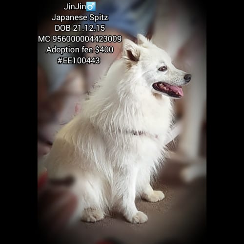 JinJin