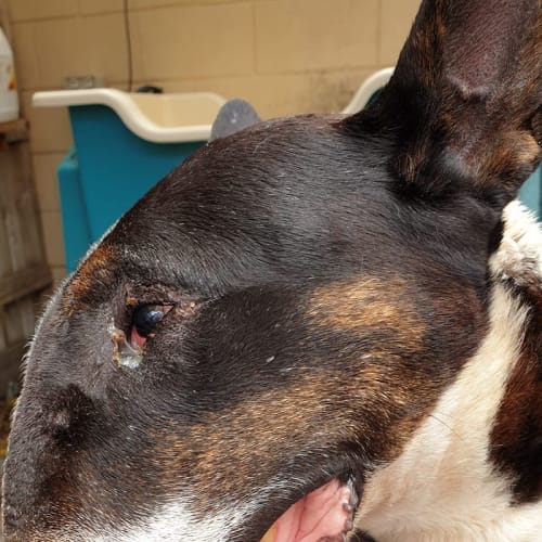 Hanna - foster Carer needed