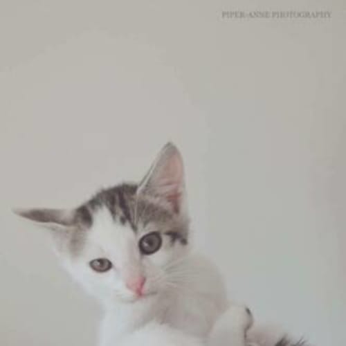 Spot