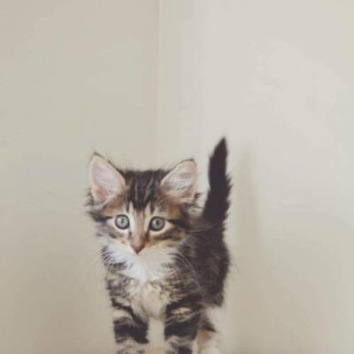 Sammy