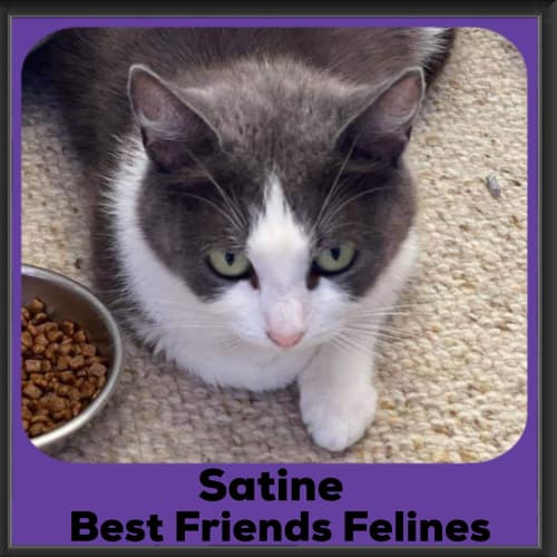 Satine 