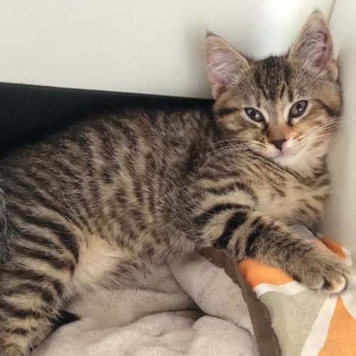 Chloe