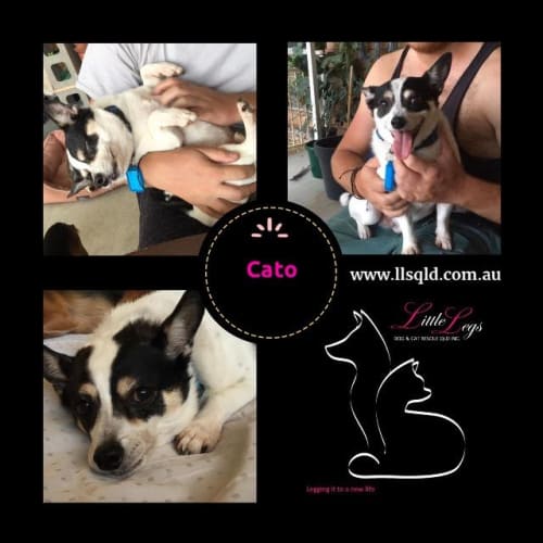 Cato