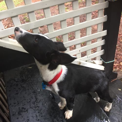 Pesto 