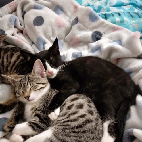 Tyrion **2nd Chance Cat Rescue**