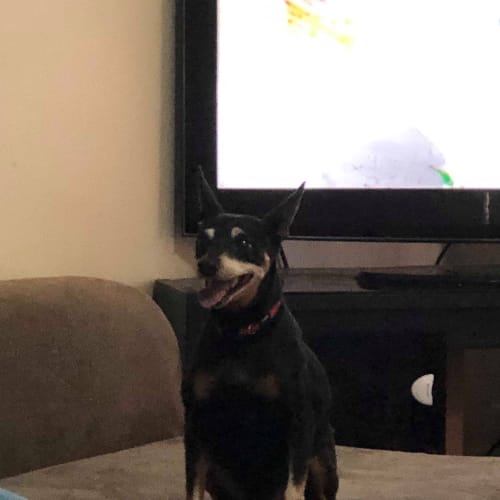 Biscuit 