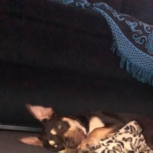 Nova 