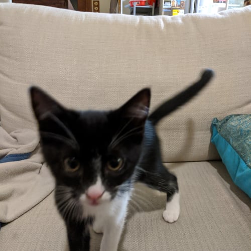 Socks -Meet me at Neko HQ in Preston