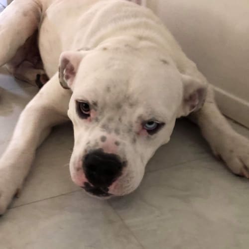 Bowie