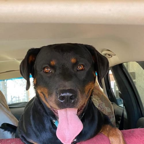 Shima - Rottweiler x Doberman