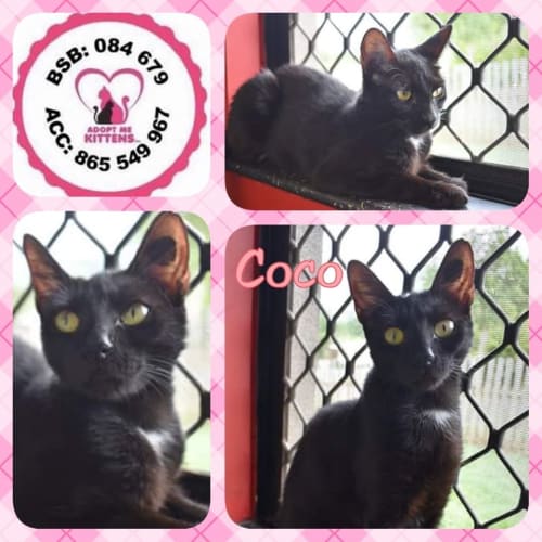 Coco