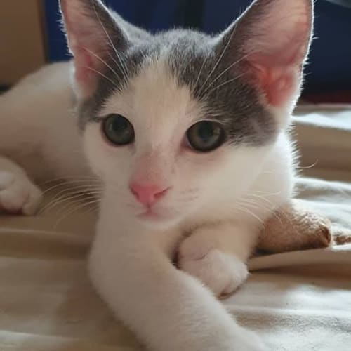 Buddy