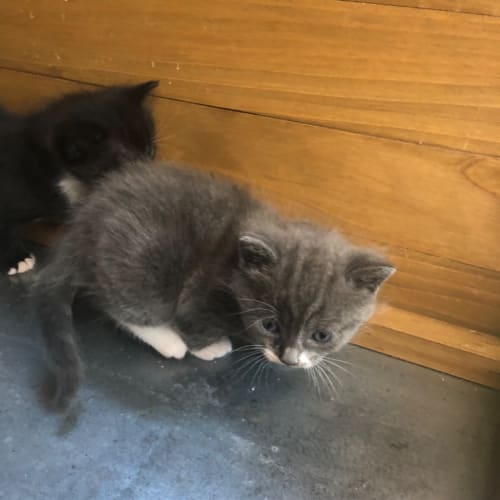 Lilo