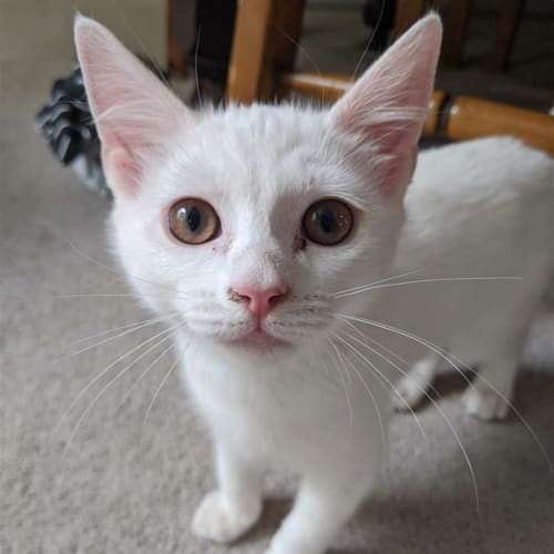 Jingles