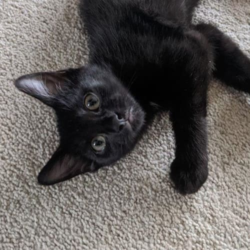 Midna