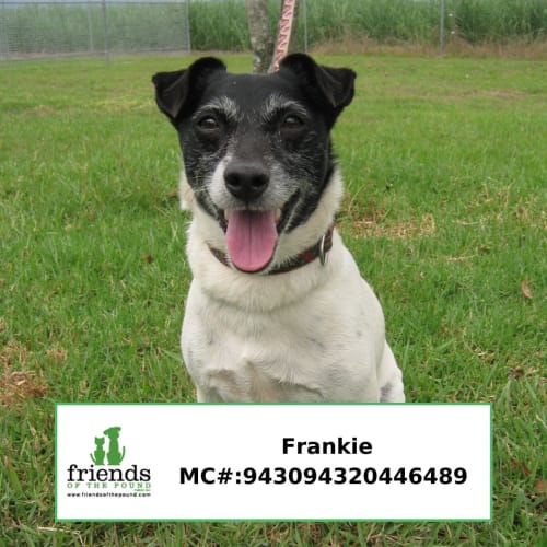 Frankie