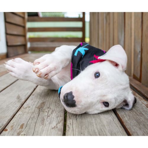Noah ~ Great Dane x Bull Terrier (On Trial 14/3/20