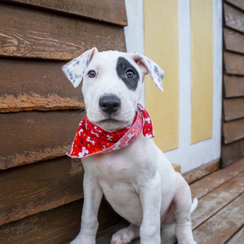 Logan ~ Great Dane x Bull Terrier (On Trial 1/2/20