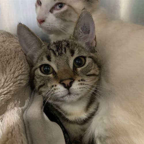 Fringilla