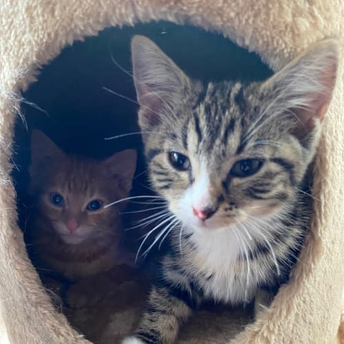 Pepper - Meet me Saturday @Neko HQ, Preston