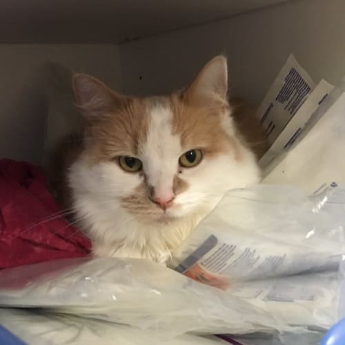 Apricat - Meet me at Neko HQ in Preston