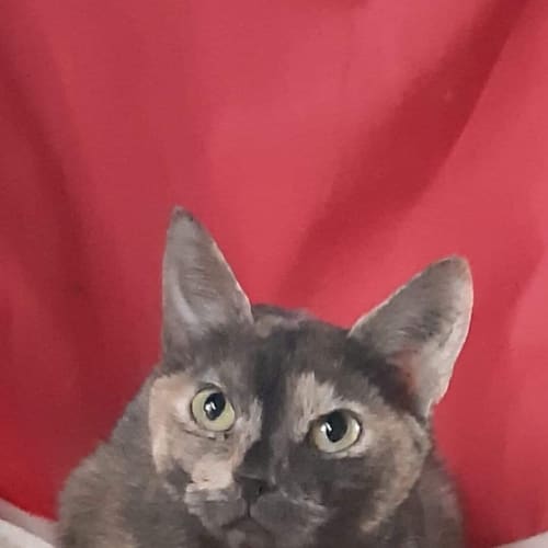 Eliza