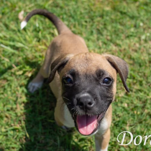 Dora