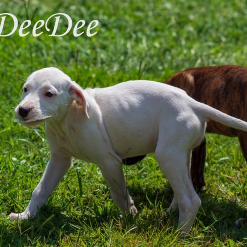 Deedee